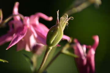 Blühende und verblühte Akelei (Aquilegia)