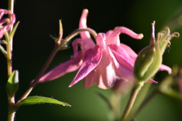 Blühende Akelei (Aquilegia)