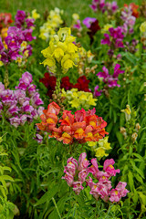 Львиный зев