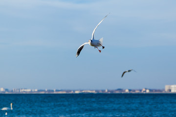 Single seagull flying in a sky as a background. Bird in wildlife