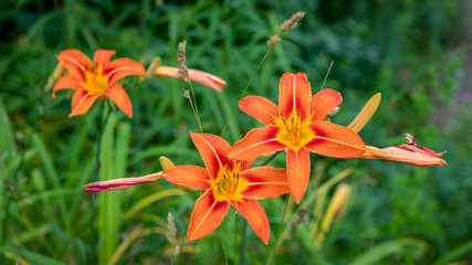 A close-up of a pair of orange daylily blossoms isolated on a bed of green leaves