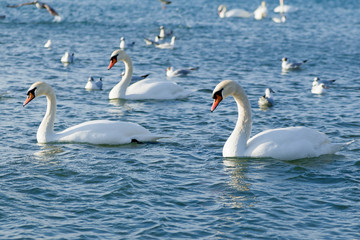 A group of beautiful white swans swim on the ice-free sea in winter. A place for wintering swans on a background of wild nature, selective focus in the center of the frame. Beautiful wildlife concept