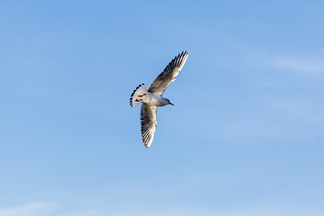 Single seagull flying in a sky as a background. Bird in wildlife