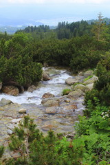 Fototapeta na wymiar Mountain stream. A view of a mountain stream in National Park High Tatras, Slovakia