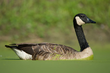 Canada Goose in Duckweed Covered Pond