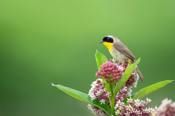 Common Yellowthroat on Milkweed