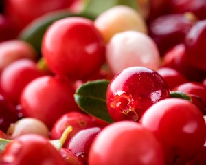 Wild Red Lingonberry. Cowberry eurasian flora. Forest Vaccinium vitis-idaea. Close-up macro image. Organic non GMO vegetarian food.