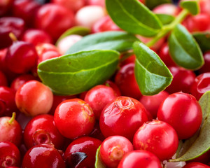 Wild Red Lingonberry. Cowberry eurasian flora. Forest Vaccinium vitis-idaea. Close-up macro image....