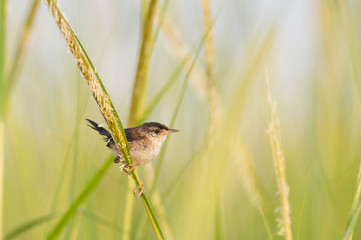 Perched Marsh Wren