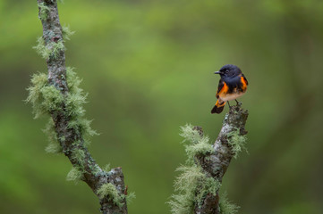 American Redstart and Lichen