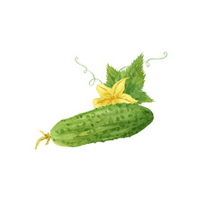 Watercolor green fresh cucumber vegetable isolated on white background. cucumber, whole with flower and leaf.  Food journal, magazine article, recipe book picture, menu cover. Eco, organic food.