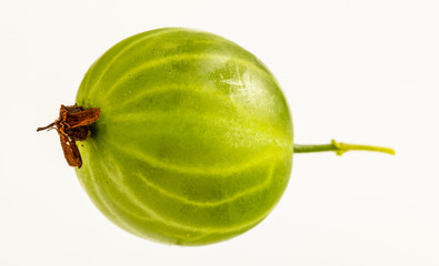 One fresh green gooseberry on white background