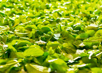 Fresh healing green mint leaves background. Seasoning Peppermint.