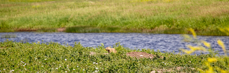 Prairie dog near lake