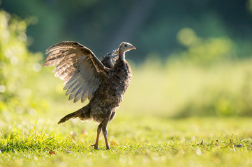 Young Wild Turkey Flaps its Wings