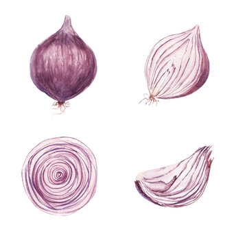 Watercolor set of sweet onion vegetable isolated on white background. A piece of purple onion, half, slice, whole. Food journal, magazine article, recipe book picture, menu cover. Eco, organic food.