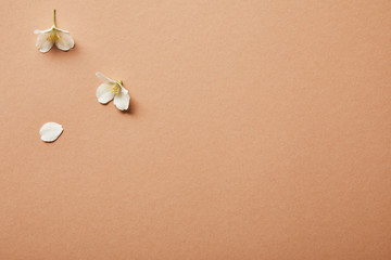 few small jasmine flowers on brown background