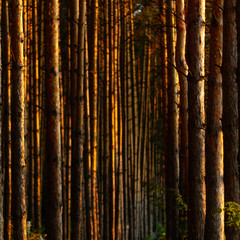 Pine forest with the last sun through the trees. Fresh air for health