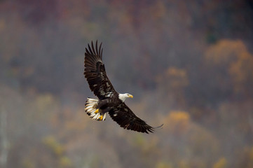 Adult Bald Eagle with WIngs Spread
