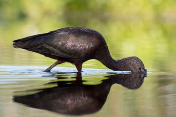 Feeding Glossy Ibis and Reflection