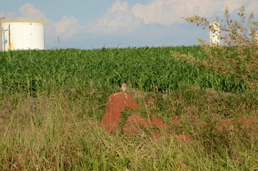 Religião, vegetação, paisagem, por-do-sol, fauna, flora, noite, nuvem, coruja