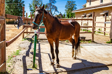 Brown Horse for a walk