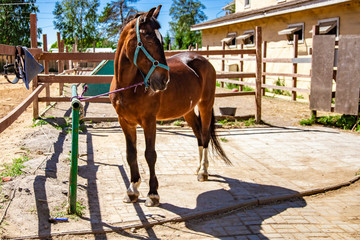 Brown Horse for a walk