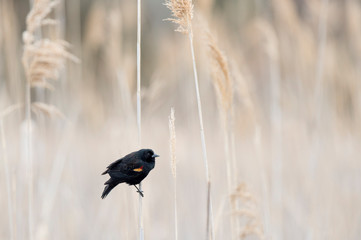 Red-winged Blackbird on Phragmites