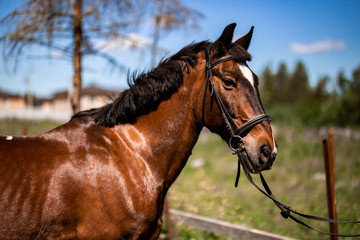 Obraz premium Brown Horse for a walk