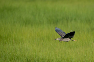 Juvenile Yellow-crowned Night Heron Flying