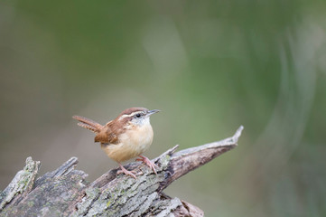 Carolina Wren on Stump