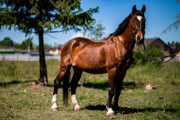 Obraz premium Brown Horse for a walk