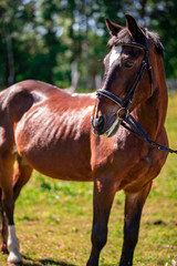 Fototapeta premium Brown Horse for a walk