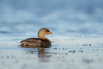 Tiny Pied-billed Grebe on Blue Water