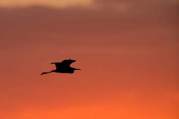 Fototapeta na wymiar Heron Silhouette Flying Against Bright Orange Sky