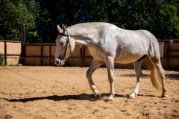 White horse in the paddock