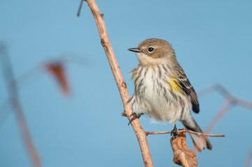 Yellow-rumped Warbler on Blue Background