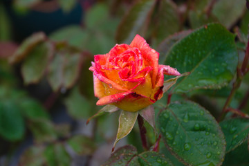 Rose flower bloom bud