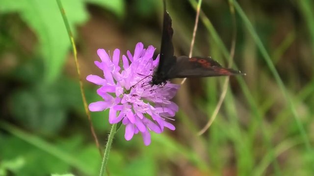 farfalla su fiore