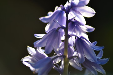 Blühendes Hasenglöckchen (Hyacinthoides)