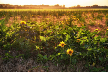 Beautiful sunflower field in summer in sunset