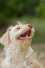 Mischlingshund im Garten