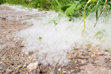 Poplar fluff and allergies.