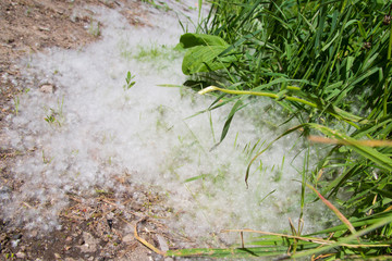 Poplar fluff and allergies.