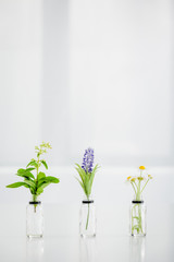 salvia, hyacinth and chamomile flowers in transparent bottles on white background with copy space