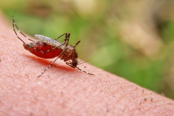 Striped mosquitoes are eating blood on human skin. Mosquitoes are carriers of dengue fever and malaria.