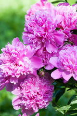 Obraz premium pink peony flowers closeup petals macro view
