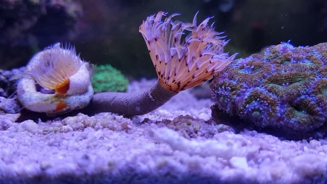 Red-spotted Horseshoe Tubeworm (Protula tubularia)