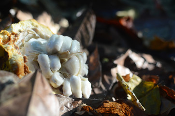 industria de cacao