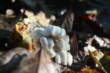 industria de cacao